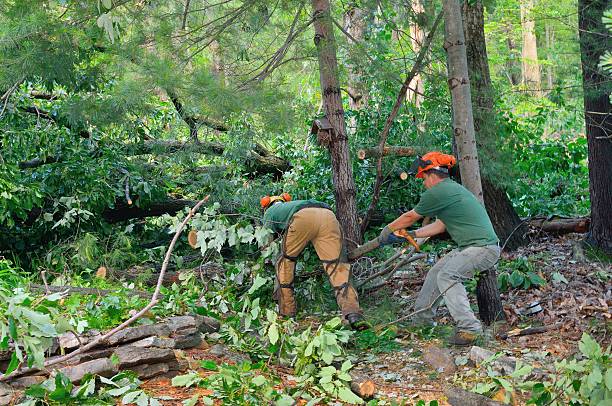 The Steps Involved in Our Tree Care Process in South Beach, FL